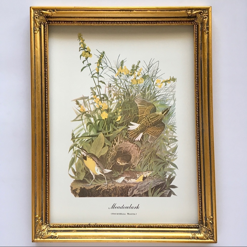 Vintage Floral Bird Art Nature Illustration Meadowlark Print Wall Decor Artwork